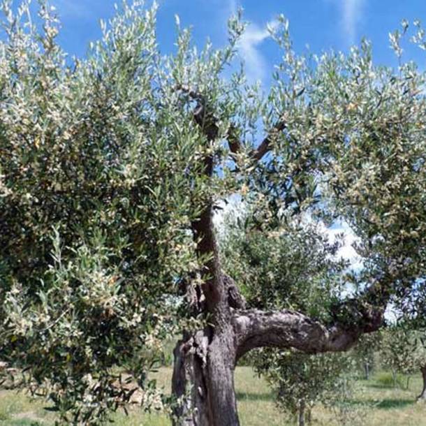 OliveTree OliveTree