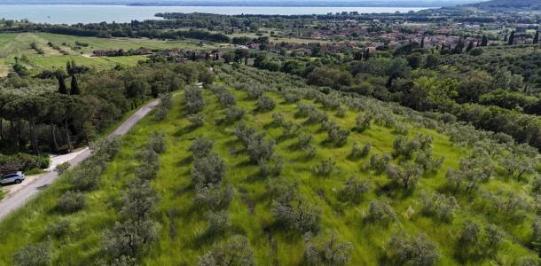 castelonchio olives2025 fb0c6e77 castelonchio olives2025 fb0c6e77